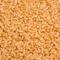 Wheat (Sharbati 496)